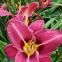 Hemerocallis x 'Chicago Queen'